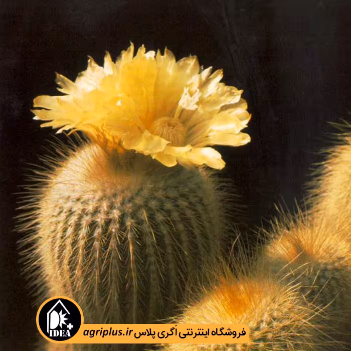 بذر کاکتوس Eriocactus Leninghausii var Longispina