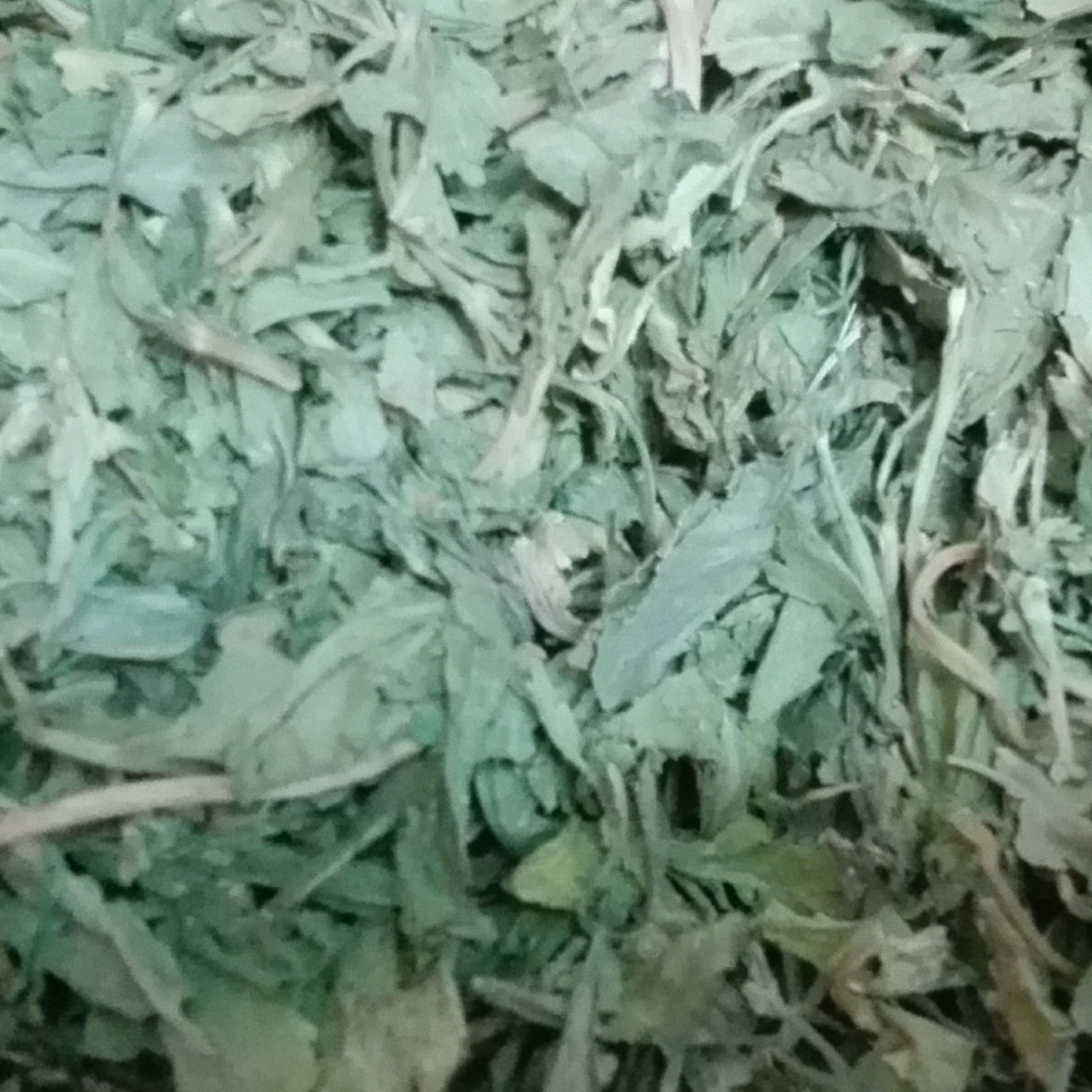 کرفس کوهی درجه یک (3000گرم)