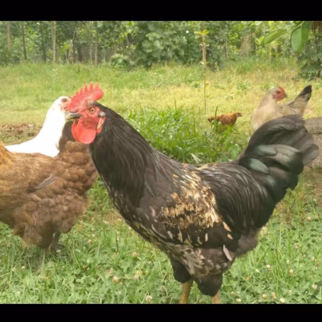 خروس محلی گیلان