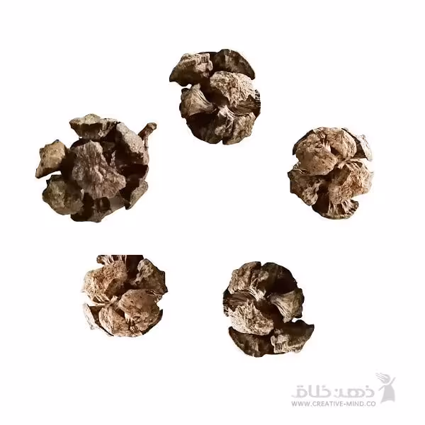 میوه درخت سرو