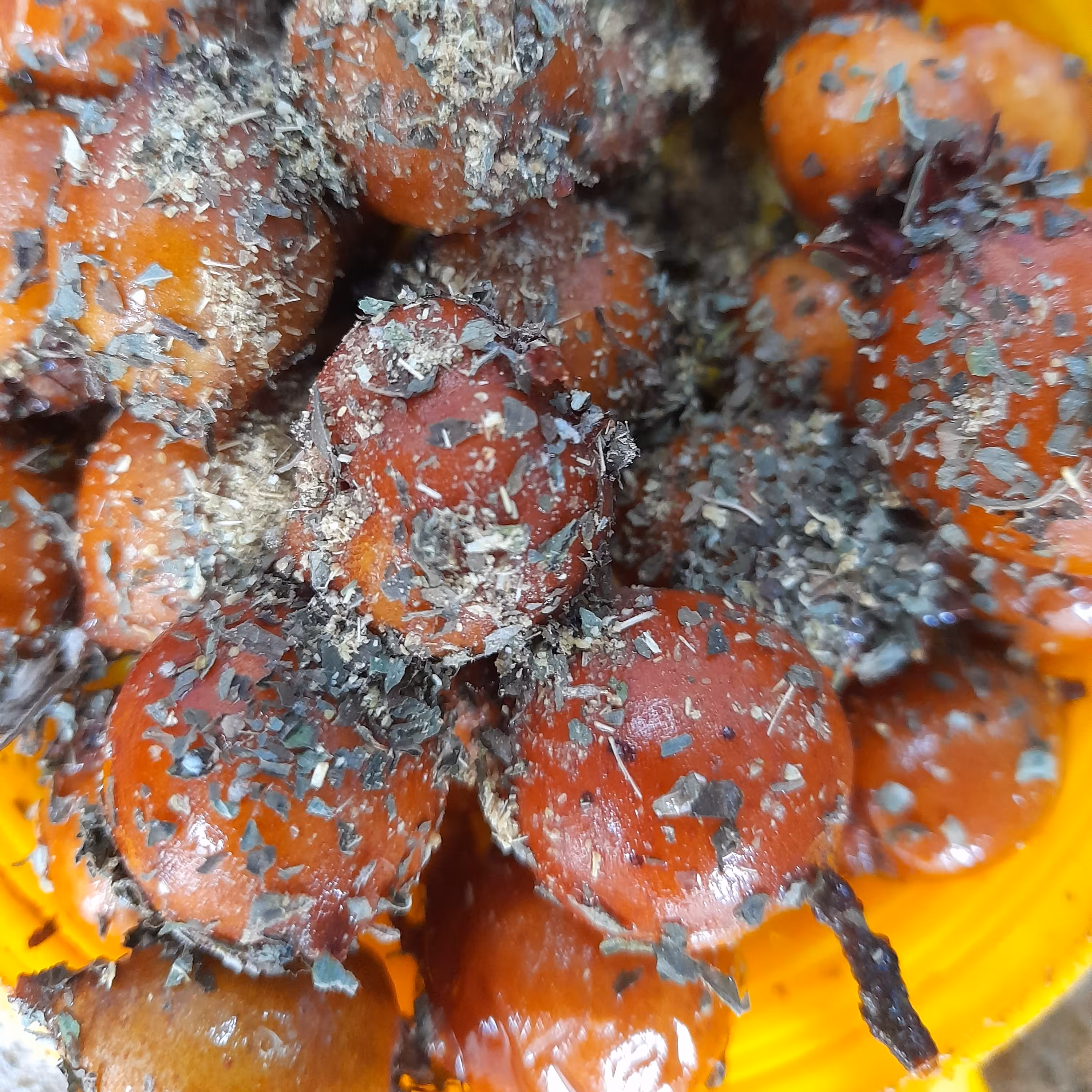 ازگیل شور جنگلی (1500گرمی)