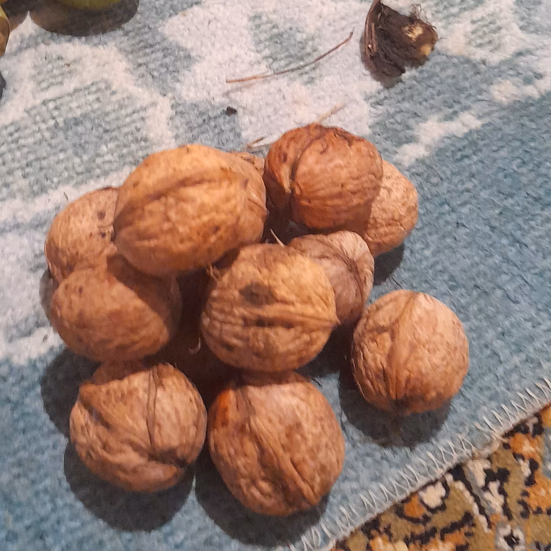 گردوی امسالی محلی از باغ شمال محصول خودم هست ارگانیگ ارگانیگ خشک خشک 