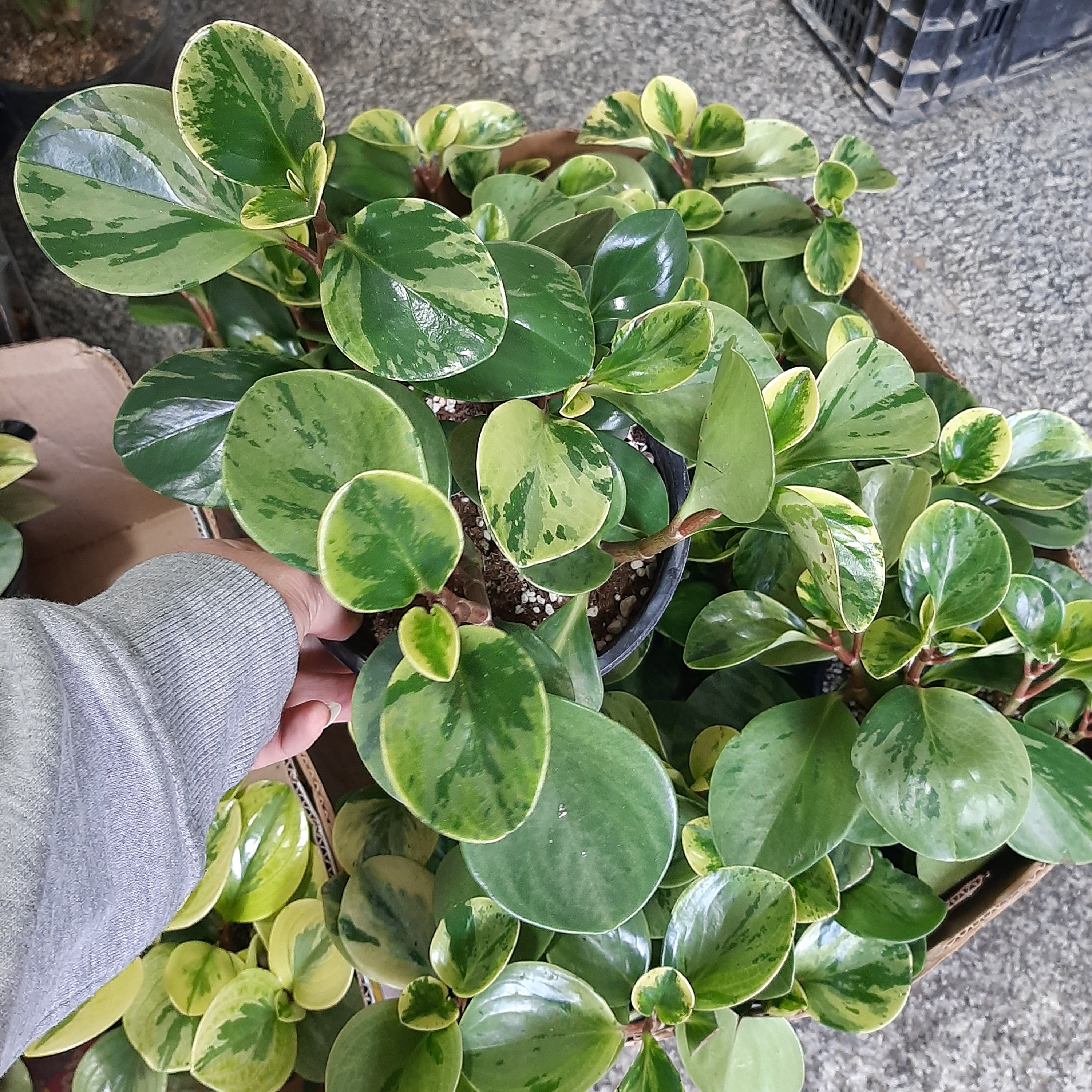 گل قاشقی سبز لجنی