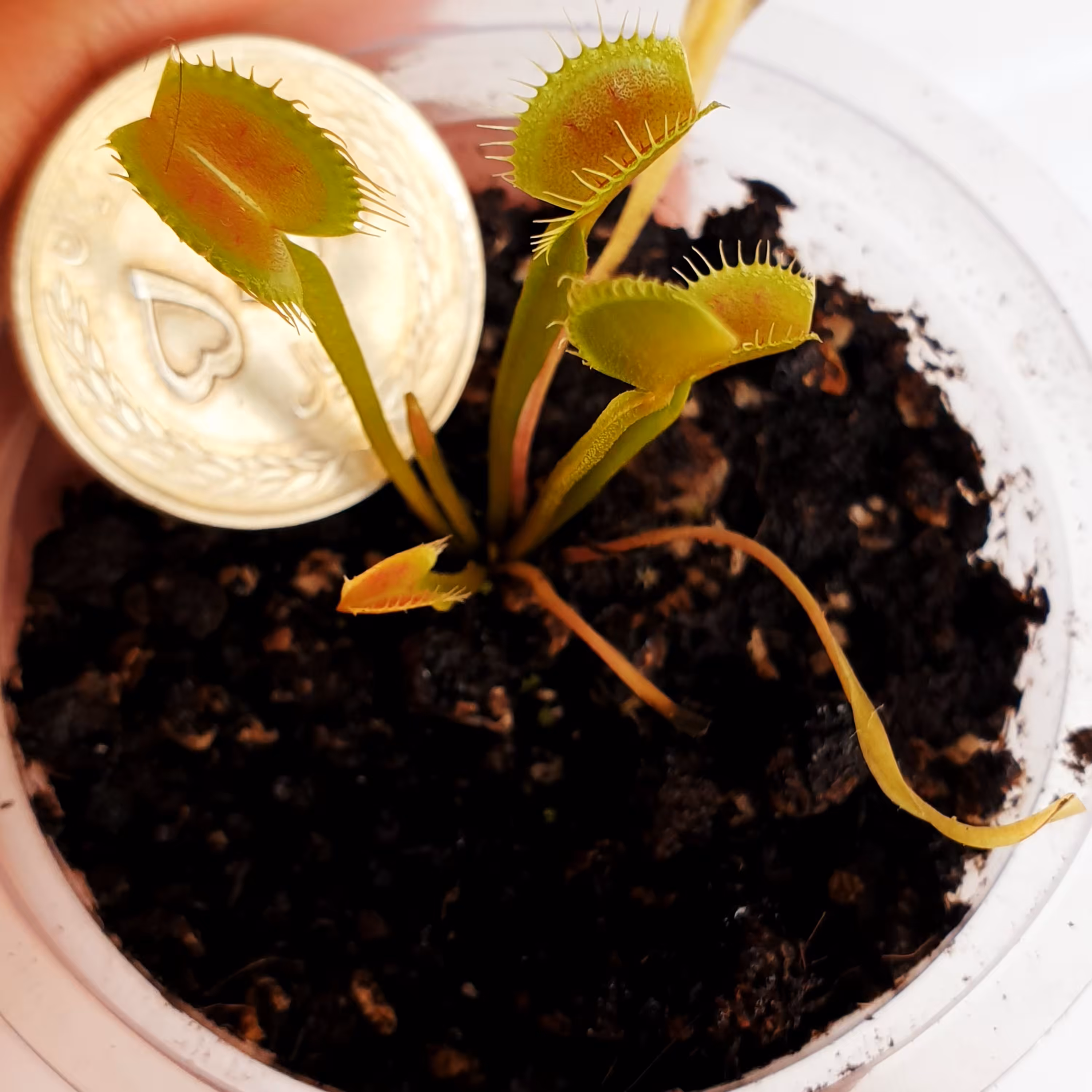 ونوس حشره خوار(گوشتخوار) نژاد اسپایدر(عنکبوت) کد3