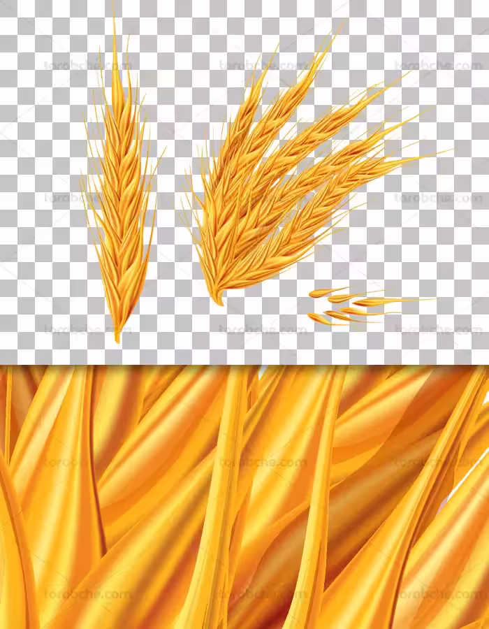 عکس دوربری شده خوشه گندم طلایی PNG - گرافیک با طعم تربچه
