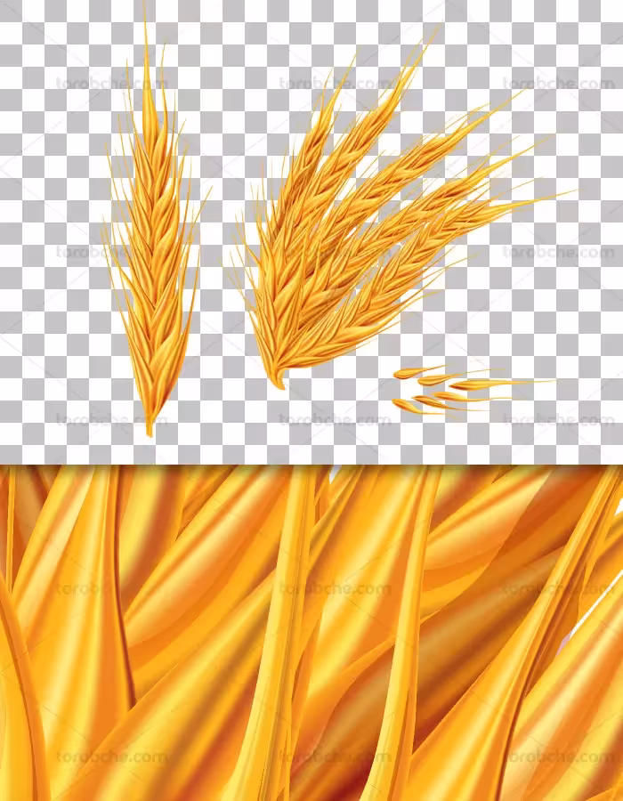 عکس دوربری شده خوشه گندم طلایی PNG - گرافیک با طعم تربچه