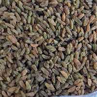 کشمش سبز یک کیلویی 