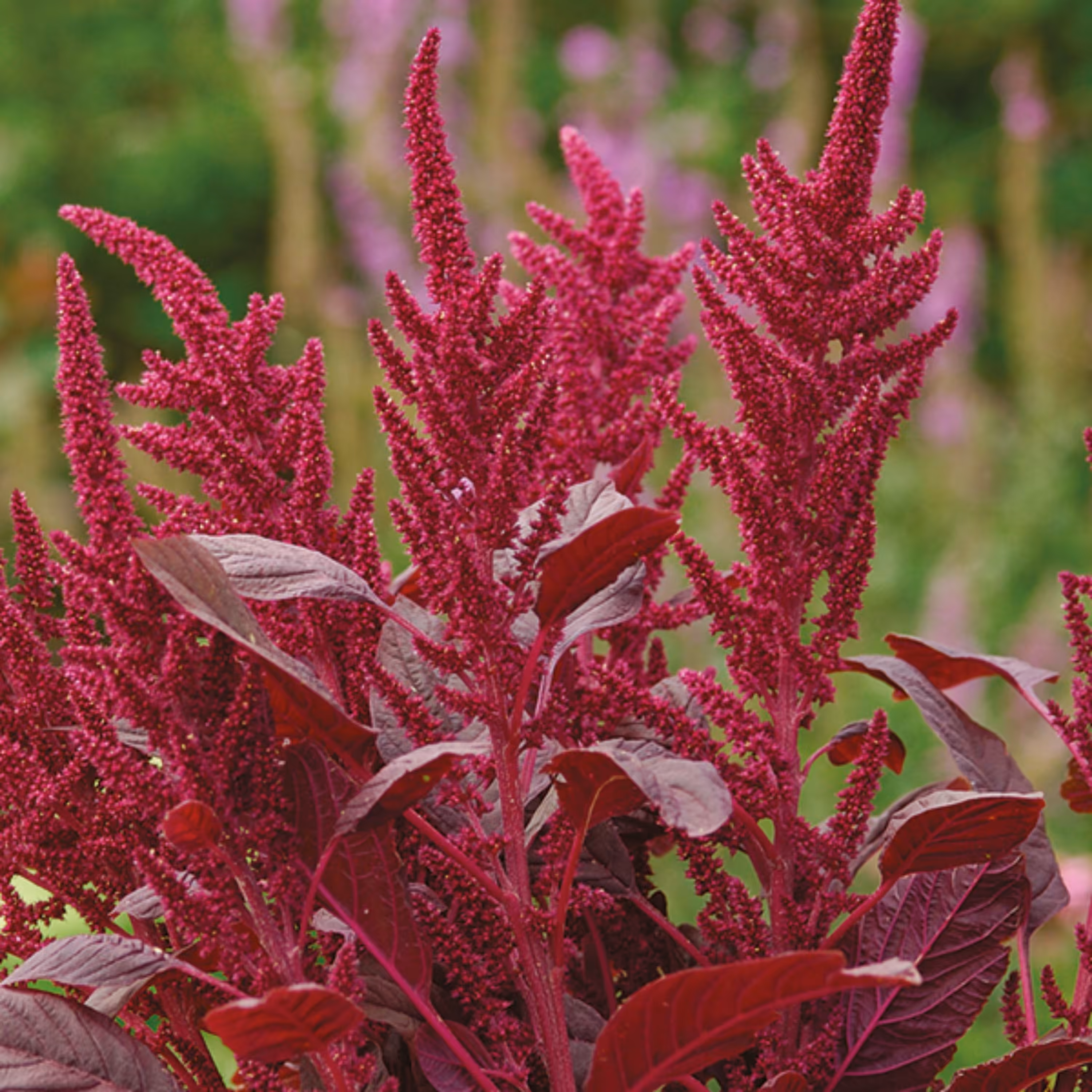 بذر گل آشلانتوس 1گرمی