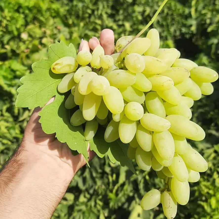 نهال انگور عسگری (هزینه ارسال رایگان نیست و به عهده خود مشتری میباشد )