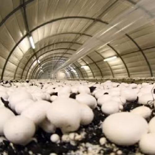 پکیج آموزش کشت قارچ دکمه ای