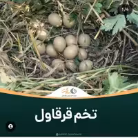 تخم قرقاول نطفه دار  (بسته  10 0عددی)