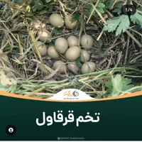 تخم قرقاول نطفه دار  (بسته  10 0عددی)