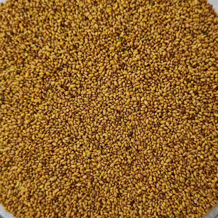 بذر یونجه همدانی پاکان بذر اصفهان
