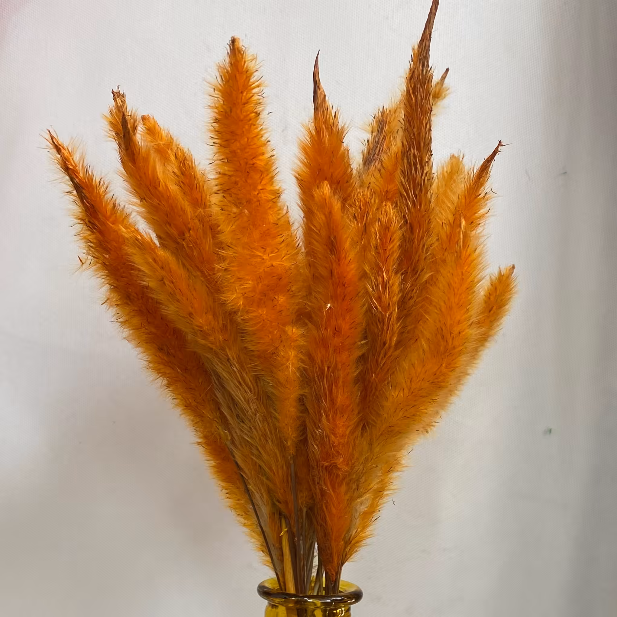 گل خشک مدل دم روباهی سه بسته ای رنگ نارنجی