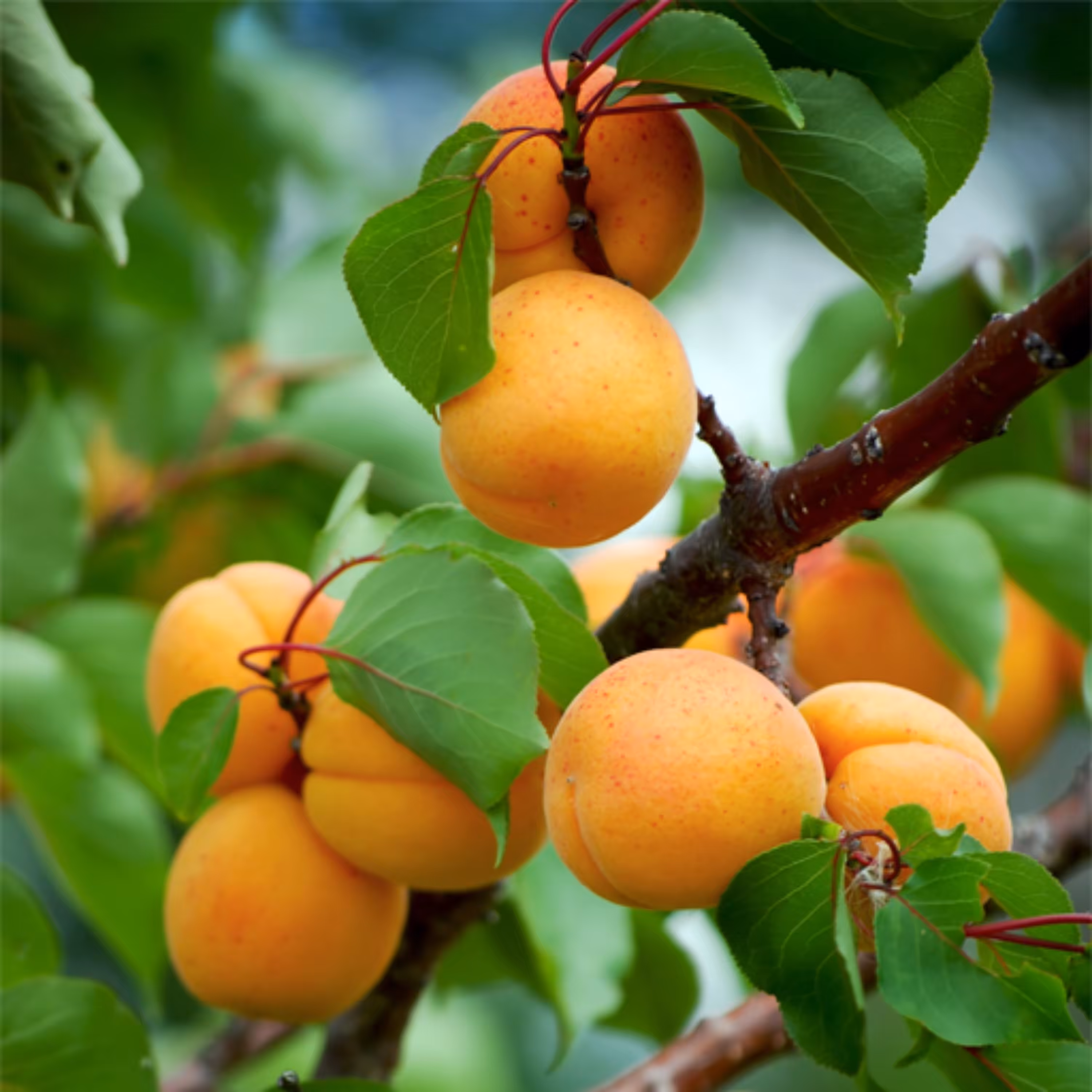 بذر زرد آلو 5 عددی