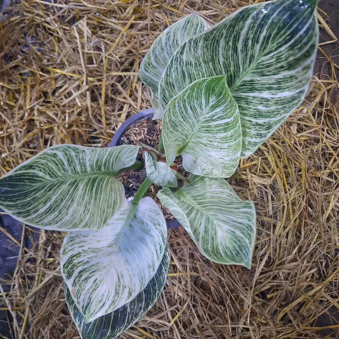 فیلندرون برکین کیفیت f1