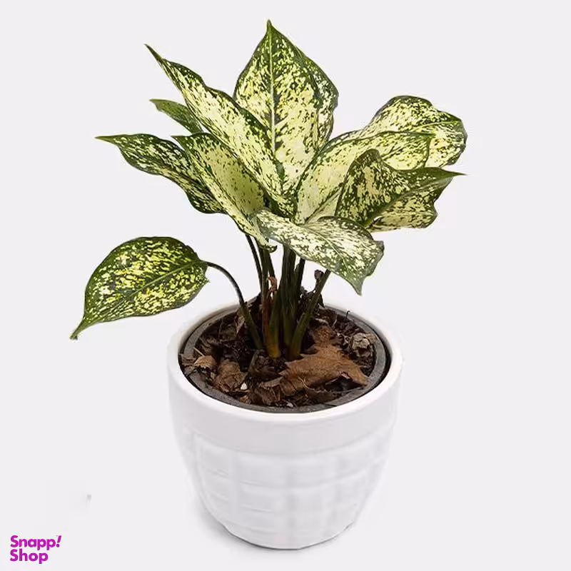 گلدان طبیعی آگلونما برفی سایز کوچک ارتفاع ۲۵ سانتی متر