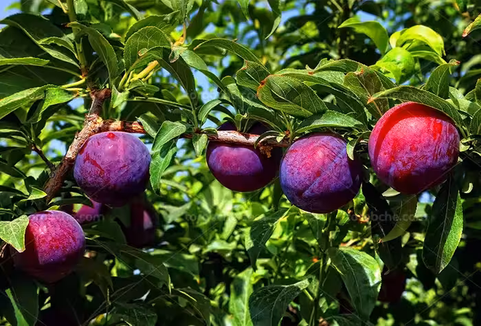 عکس آلو قرمز | گرافیک با طعم تربچه