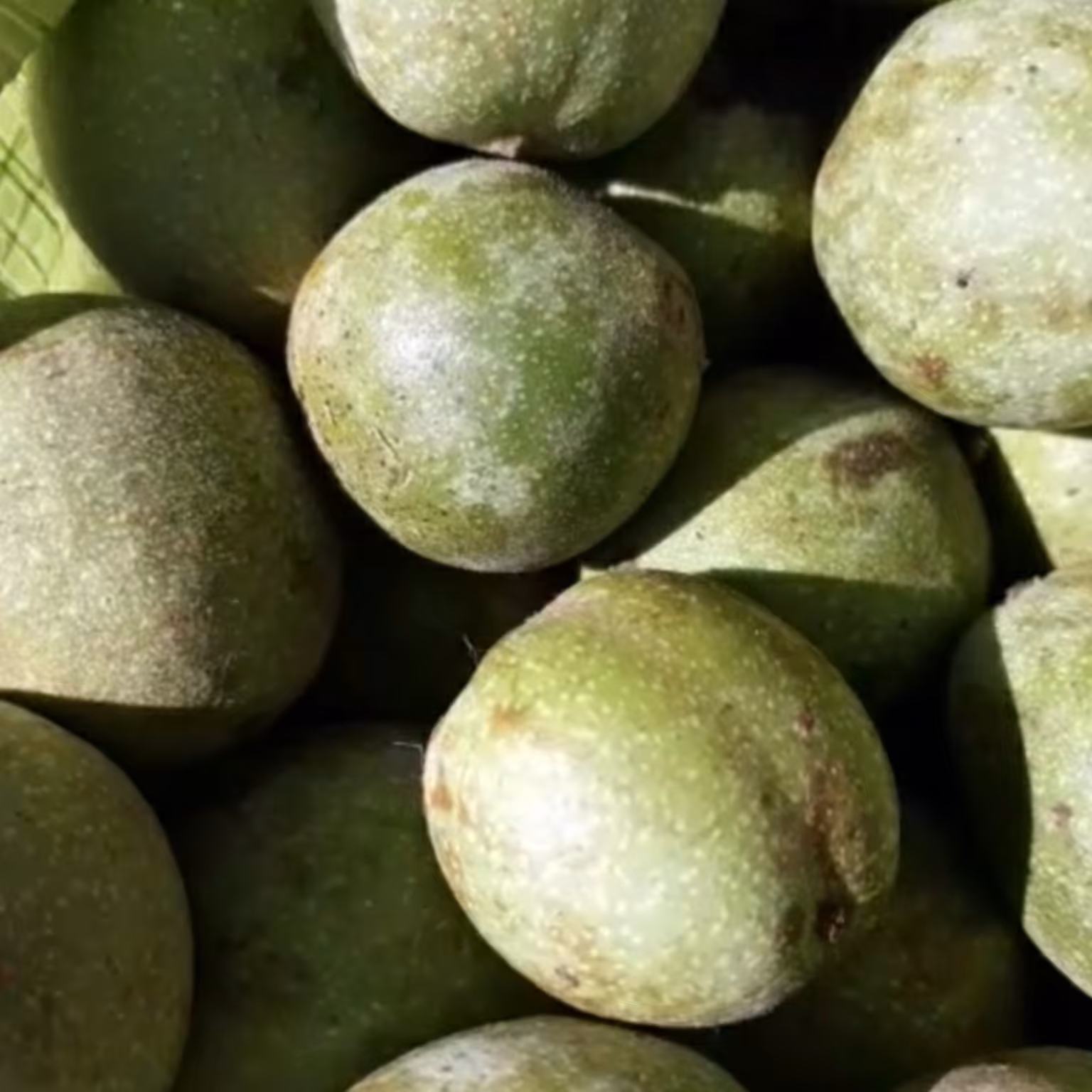 گردو سبز تویسرکان( موجود شد)