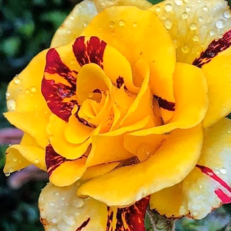  5 عدد بذر واقعی رز زرد با رگه های قرمز