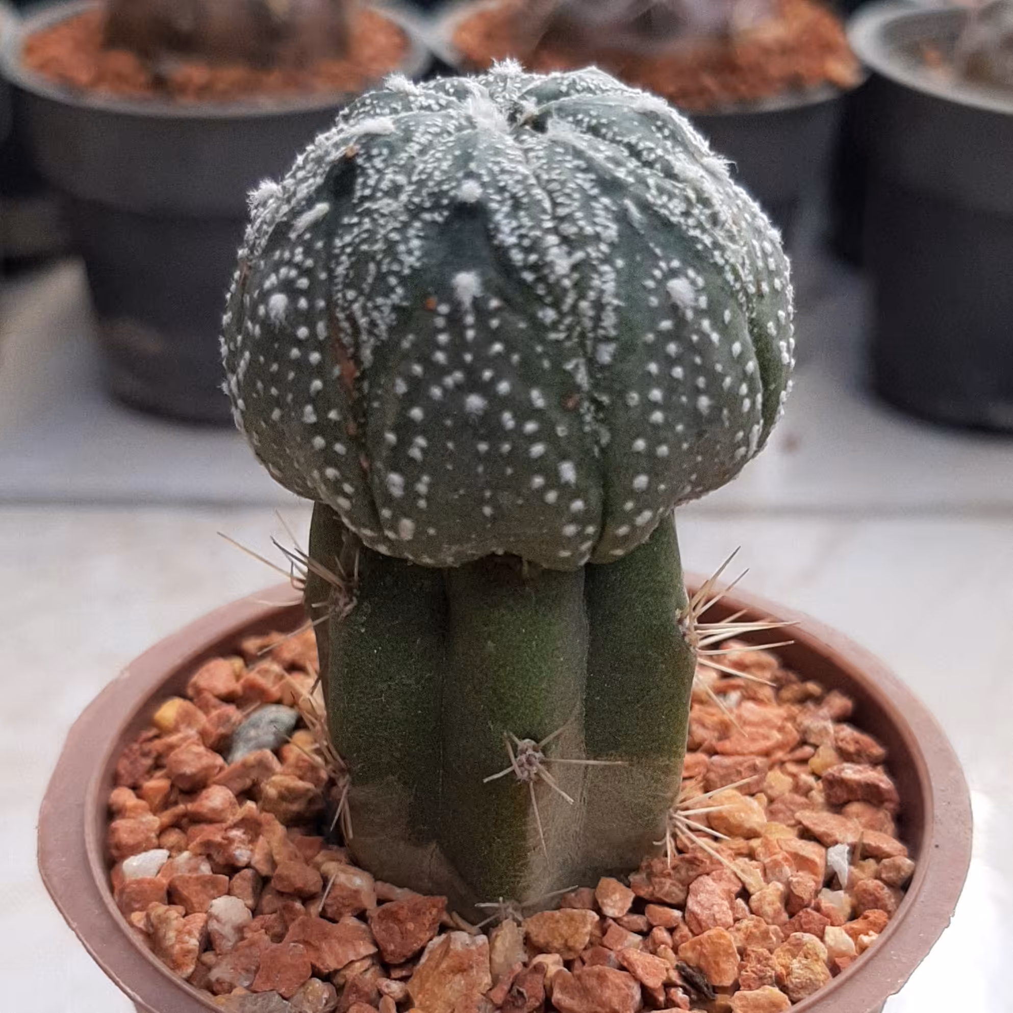 کاکتوس آستریاس خاص و با ارزش پیوندی