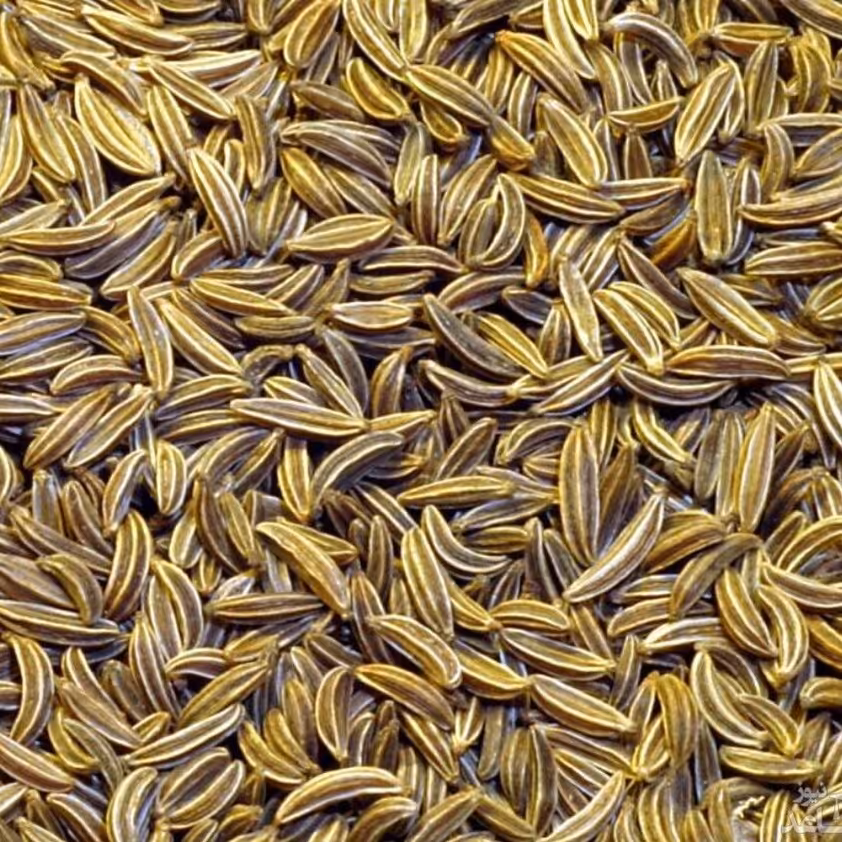 زنیان یک کیلویی گیاهینو