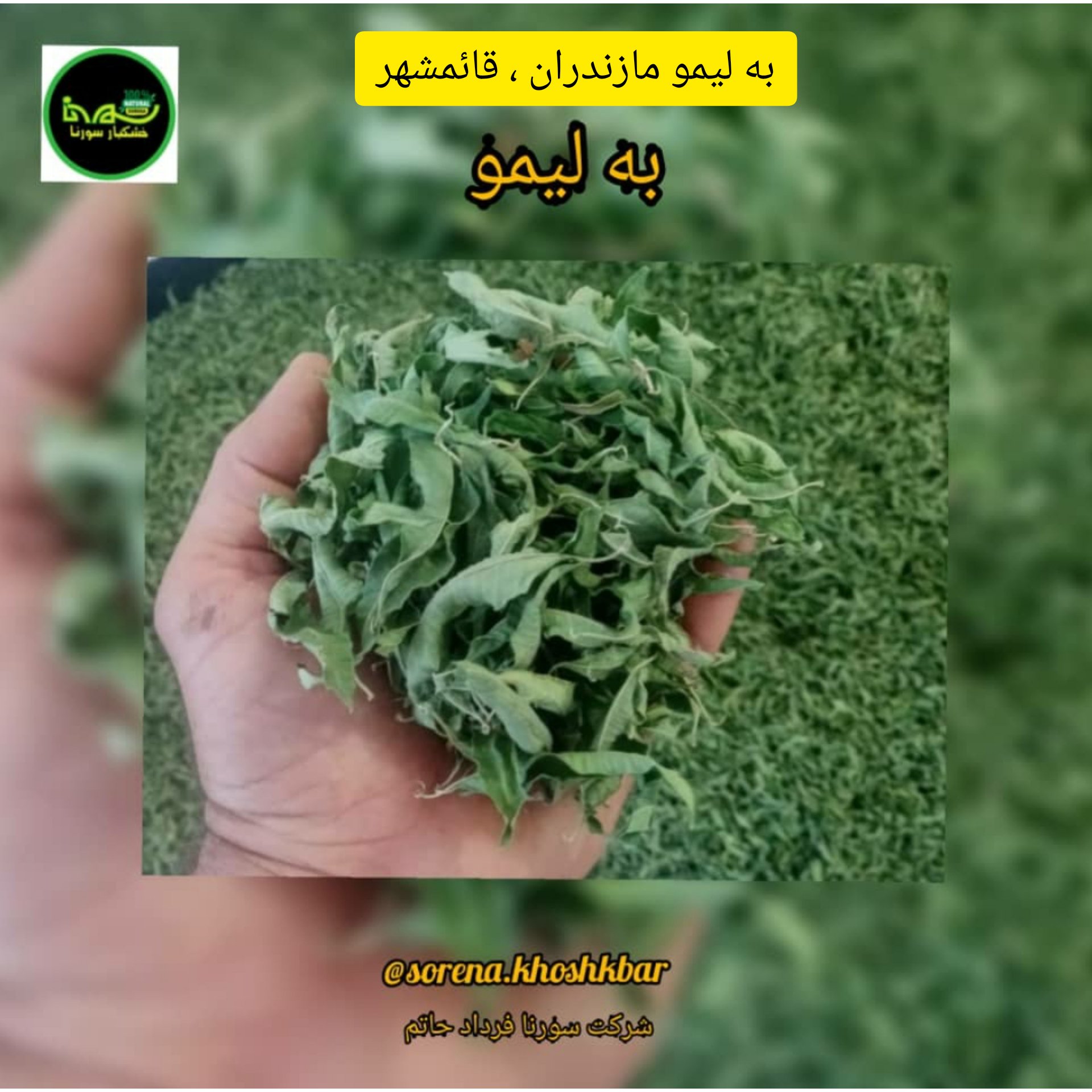 برگ به لیمو سبز محلی امساله درجه یک(مازندران،قائمشهر) در بسته بندی 100 گرمی