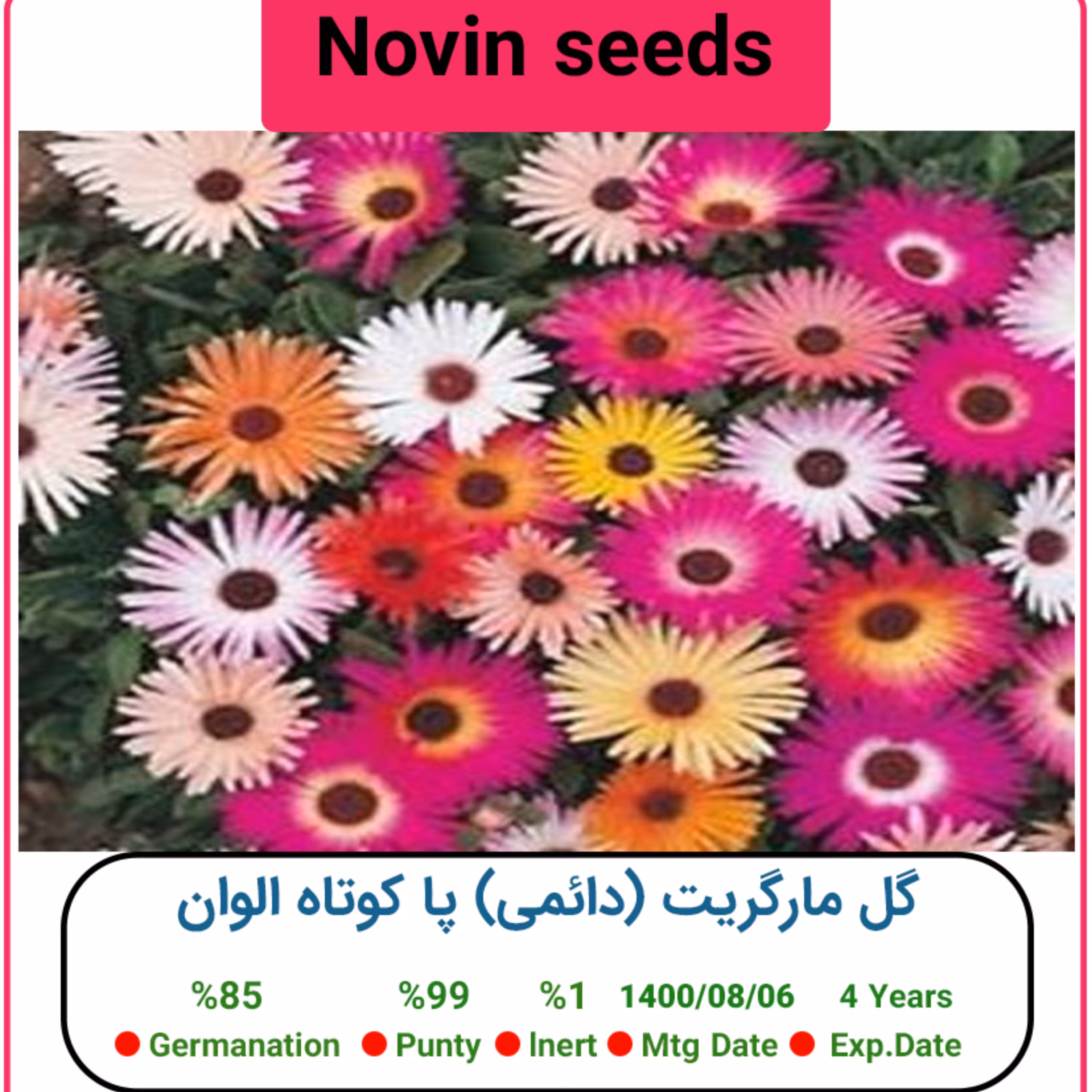 بذر گل مارگریت (دائمی) پا کوتاه الوان