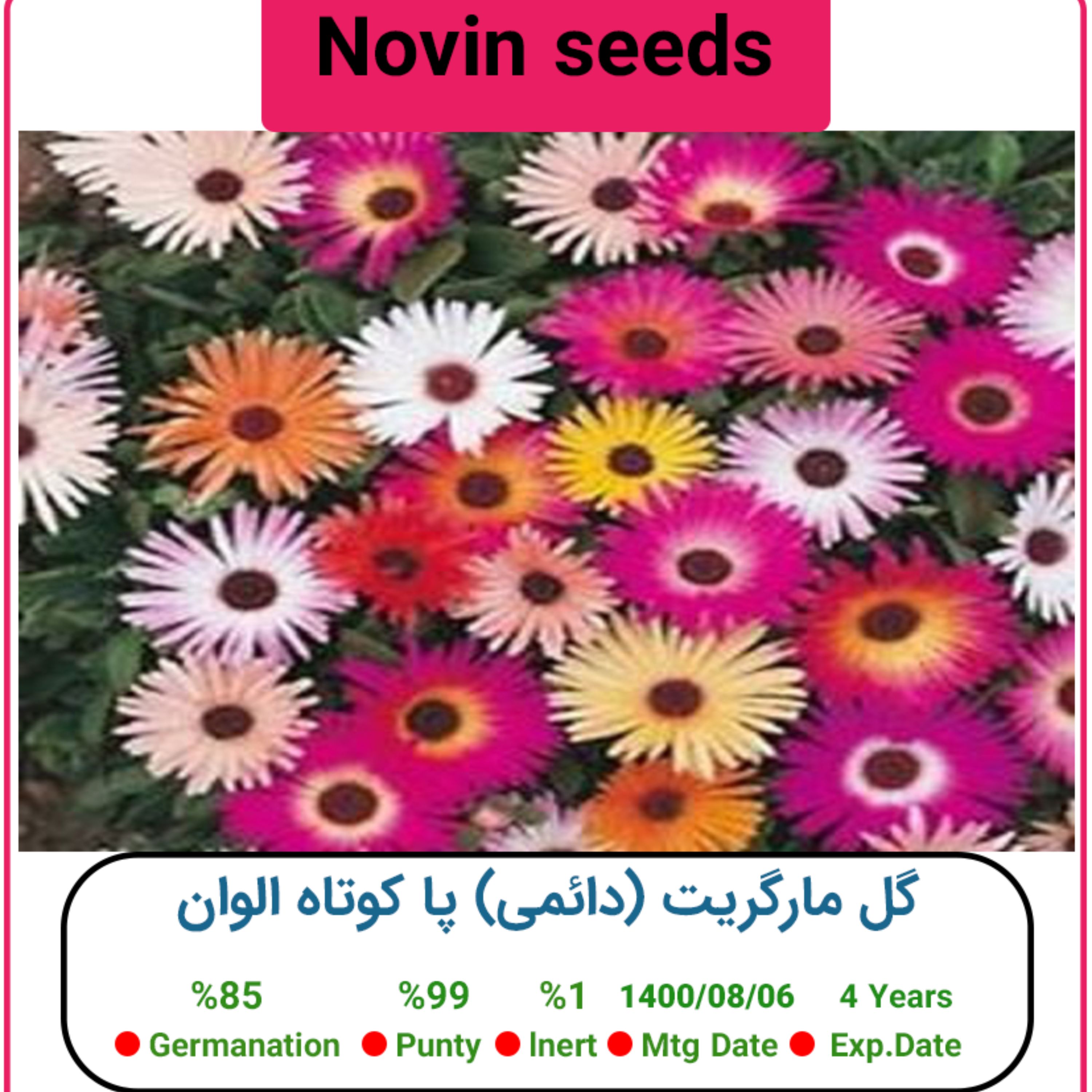 بذر گل مارگریت (دائمی) پا کوتاه الوان