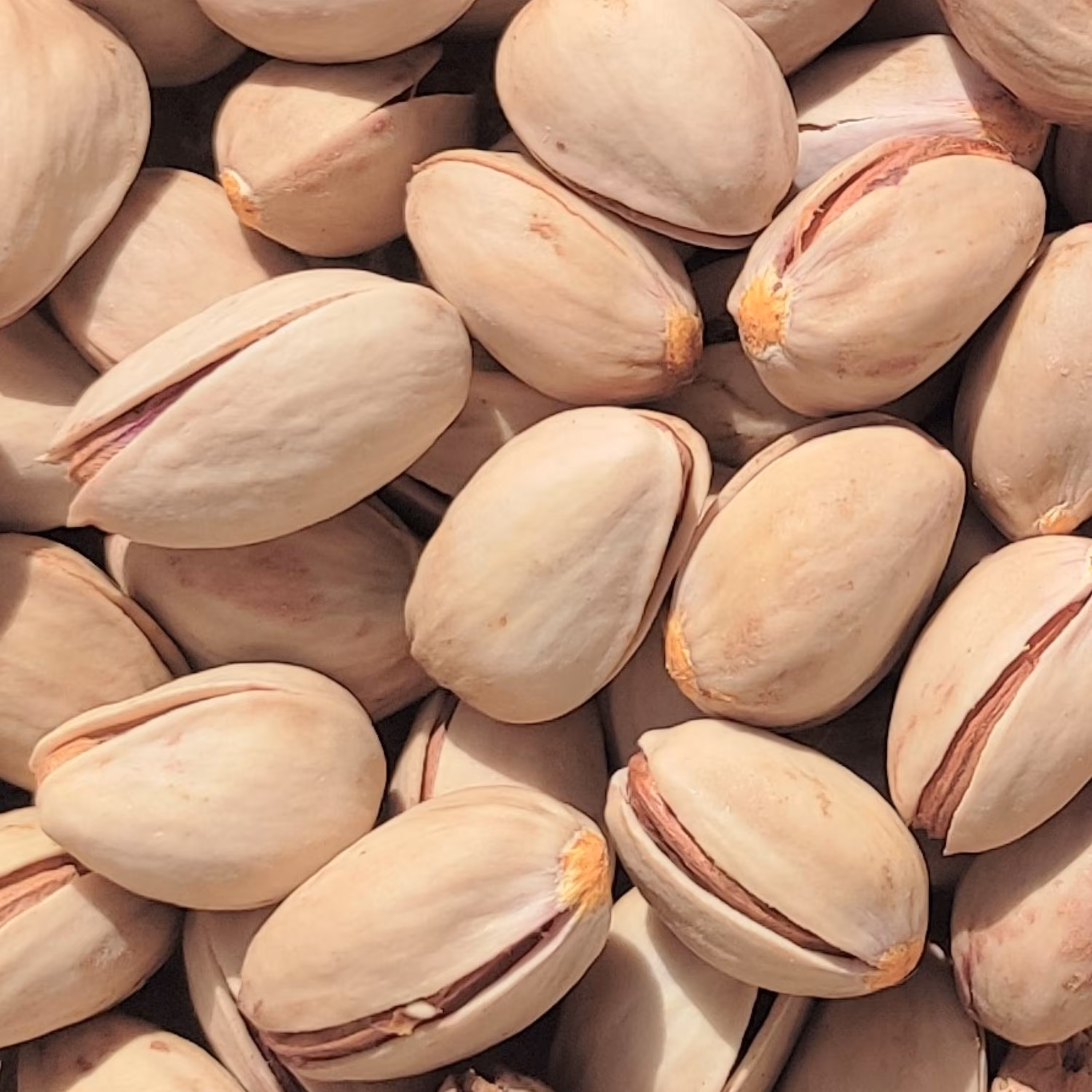 پسته احمدآباد برای کاشت(5 عدد)