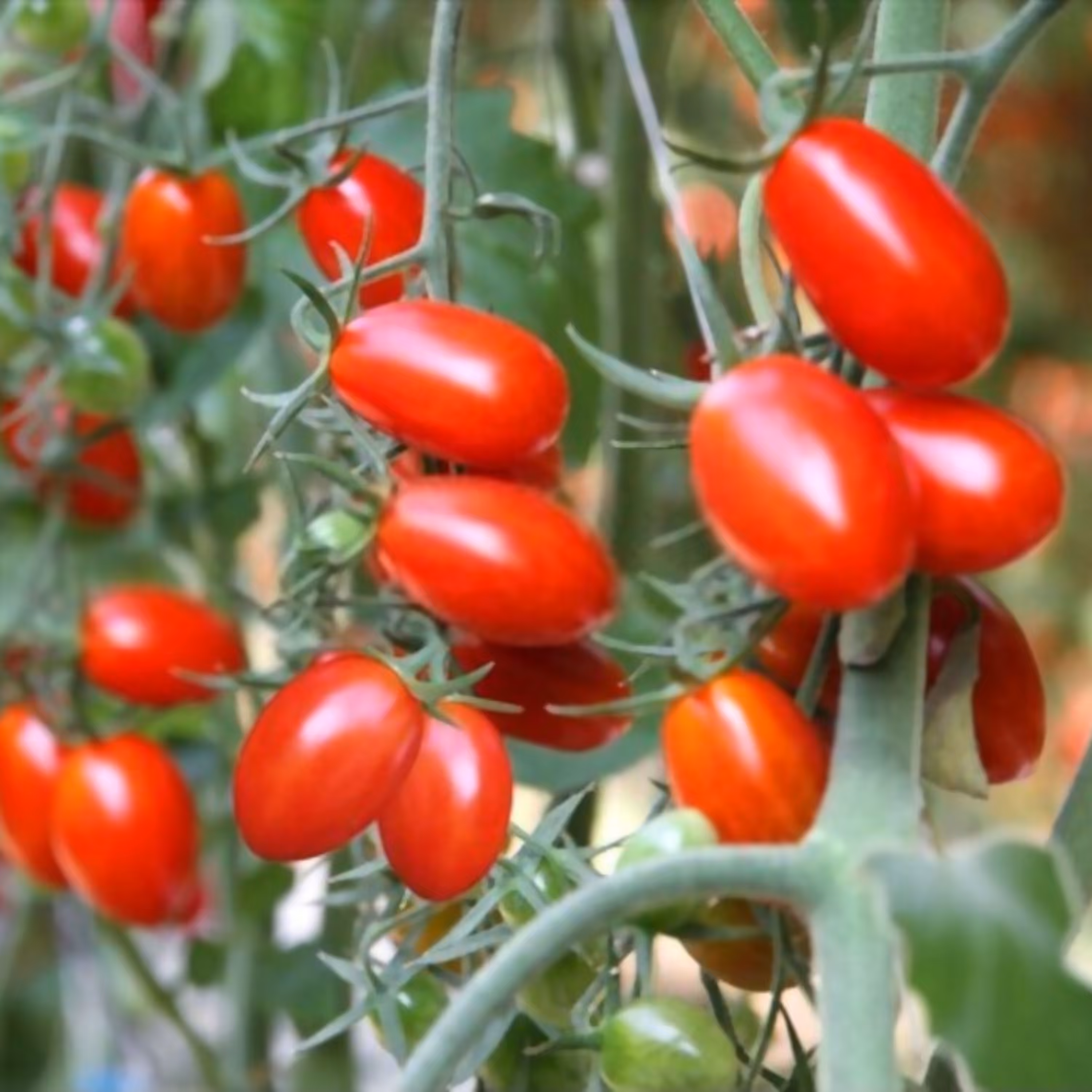 بذر گوجه تخم مرغی قرمز بوته ای