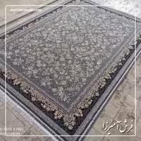 آوا فیلی