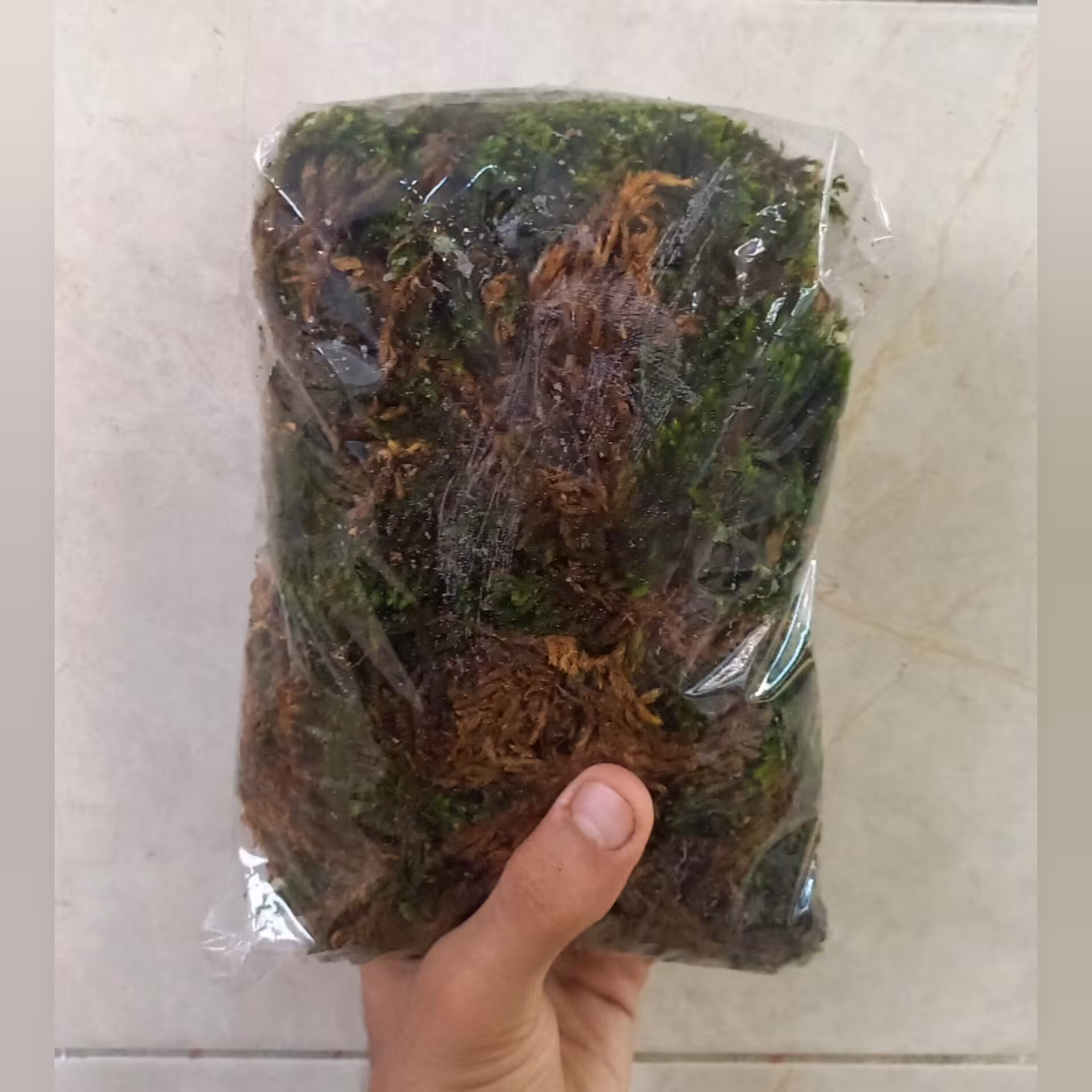 خزه جنگلی گلدان مناسب قیم 300 گرمی