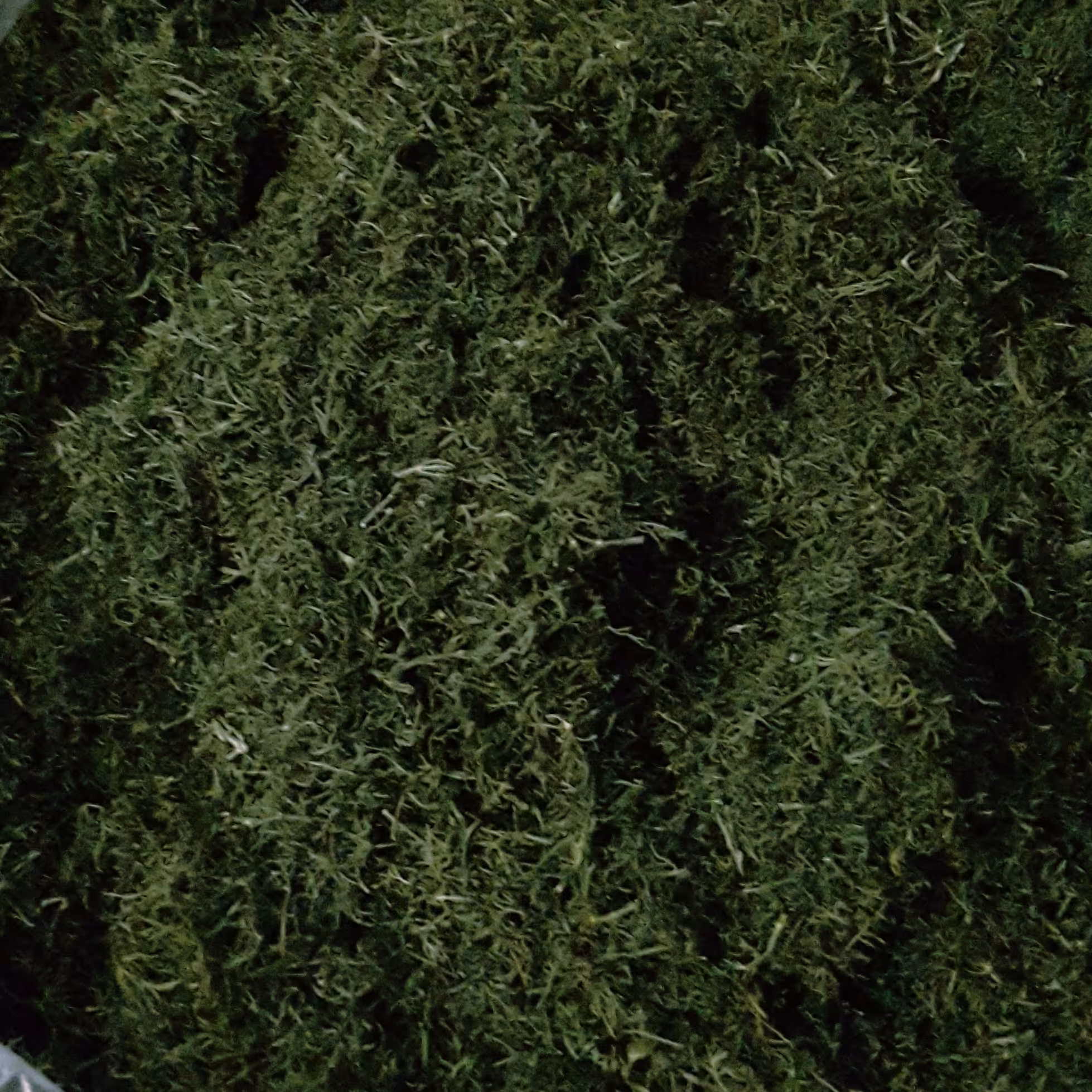 شوید خشک سبز و خوش عطر زمینهای حومه کاشان که با دست خرد شده و با پنکه خشک شده 