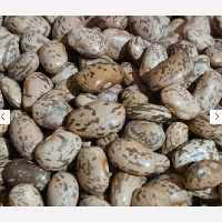 لوبیا چیتی ارتشی درجه یک و خوش پخت . دو کیلویی( دست چین کشاورز)