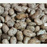 لوبیا چیتی ارتشی درجه یک و خوش پخت  دو کیلویی( دست چین کشاورز)