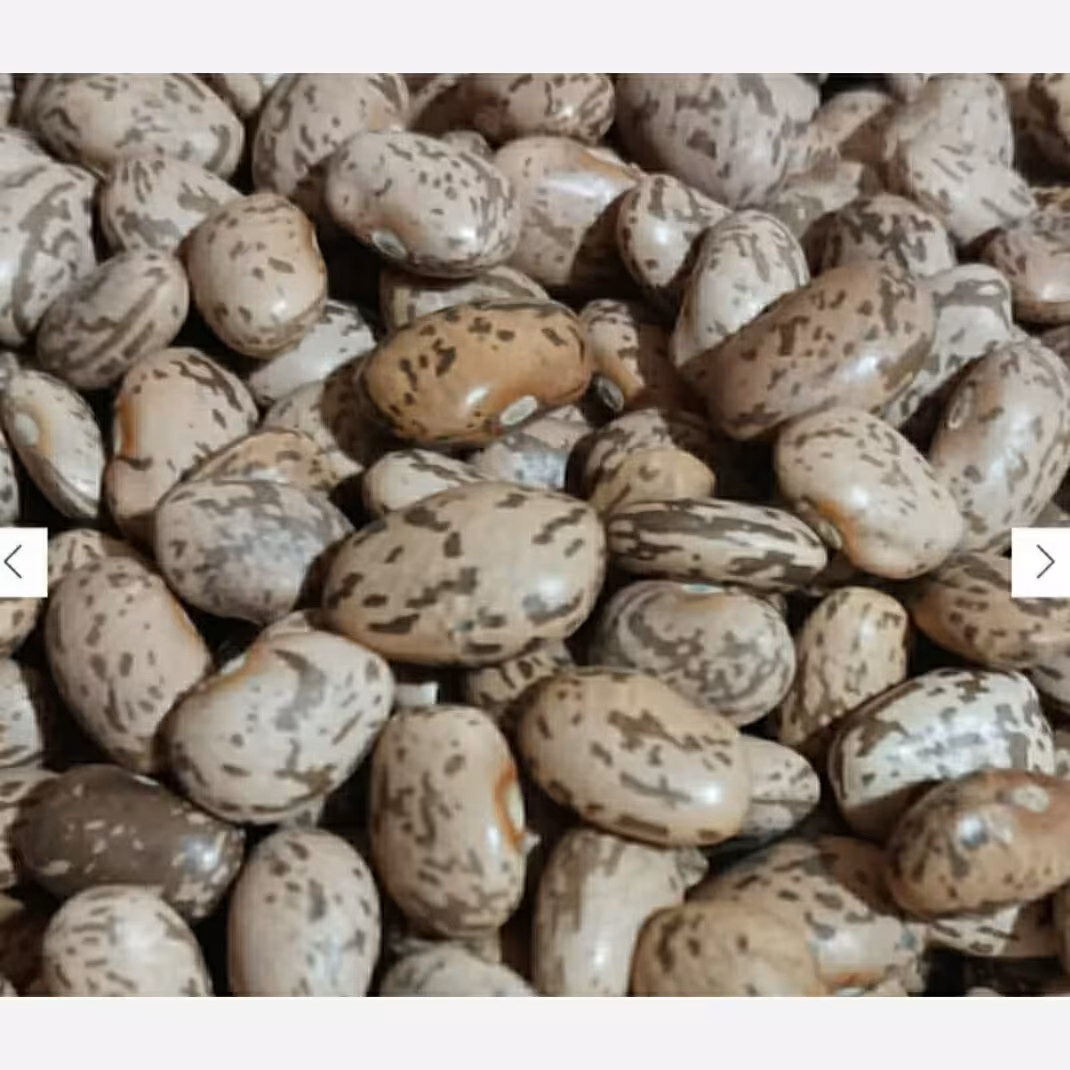 لوبیا چیتی ارتشی درجه یک و خوش پخت . دو کیلویی( دست چین کشاورز)