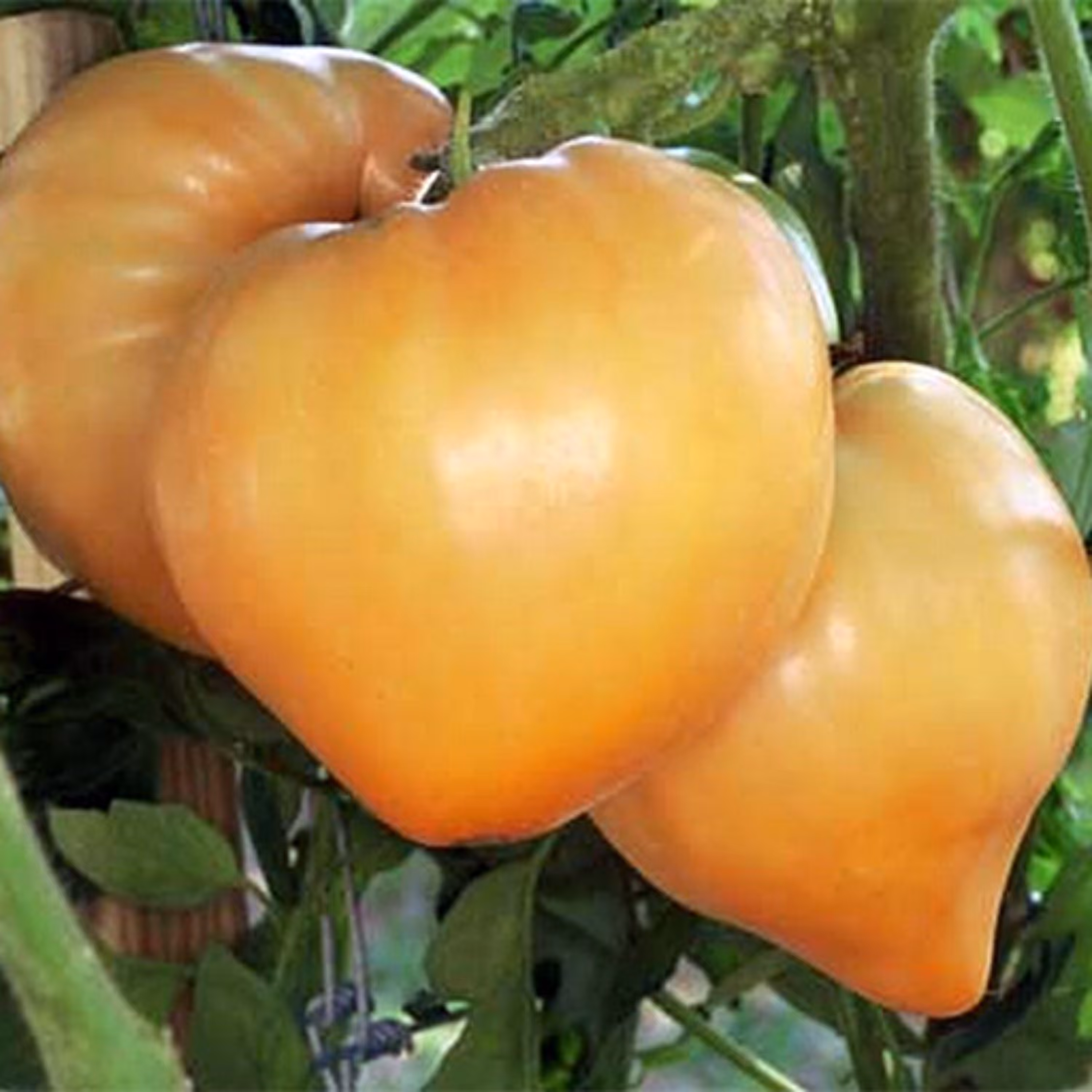 بذر گوجه قلبی نارنجی درختی 10 عددی