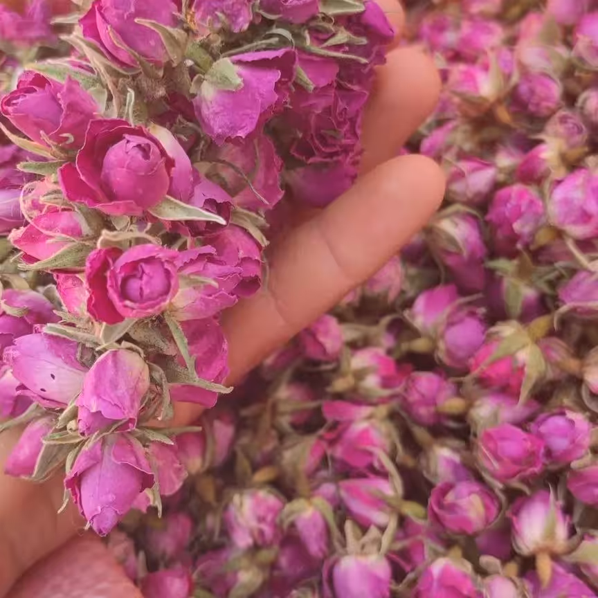 غنچه گل محمدی داراب 7 کیلویی