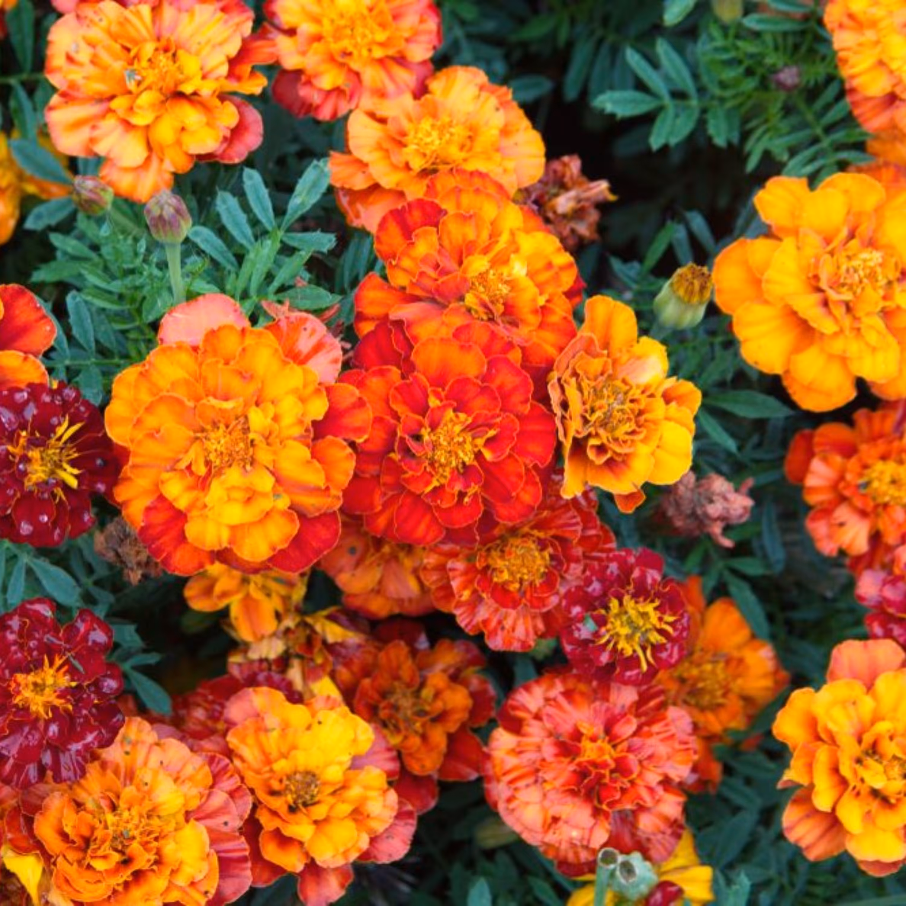 بذر گل جعفری مینیاتوری