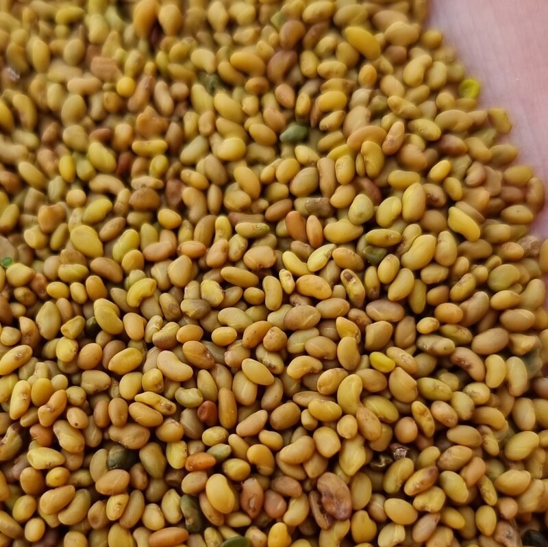 بذر یونجه بغدادی سورت لیزری درجه یک (بسته 10 کیلوگرمی)