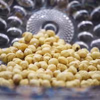 مغز فندق لوکس ( 1 کیلوگرم )