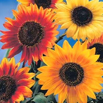 بذر گل آفتابگردان الوان