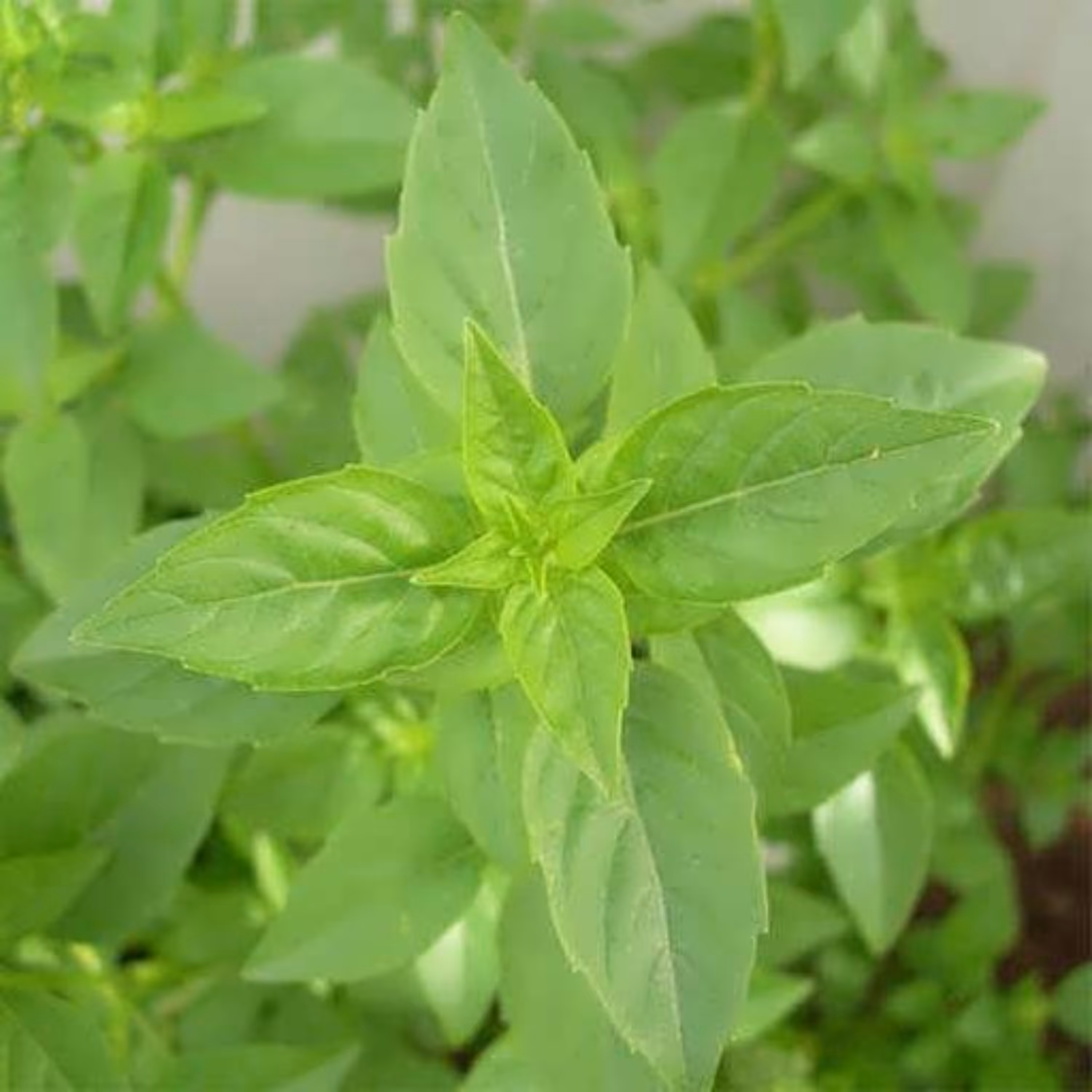 بذر ریحان سبز مبارکه 20 گرمی 