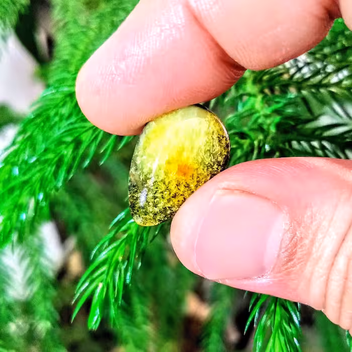 کهربای کلکسیونی بالتیک اصل لهستان 