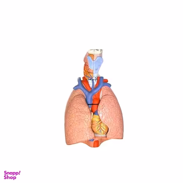 کیت آموزشی مولاژ بدن مدل دستگاه تنفس