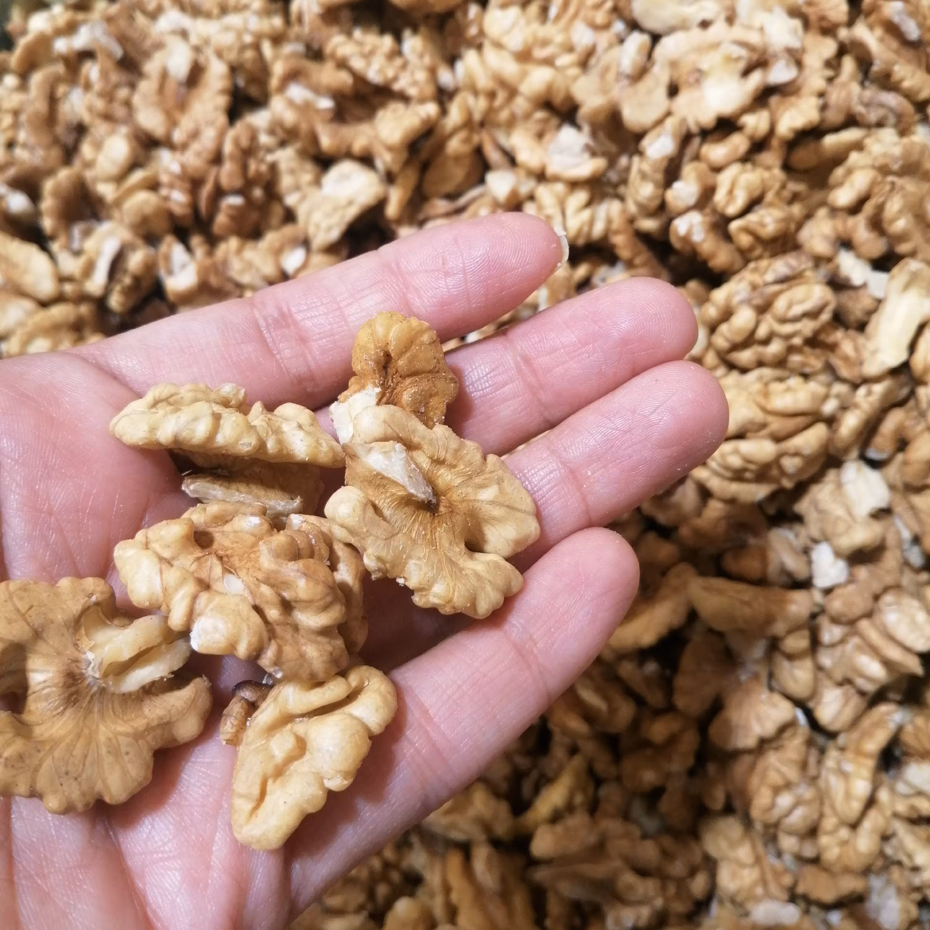 مغز گردو ایرانی امسالی سفید یکدست درجه یک چرب و خوشمزه ( 800گرم) 