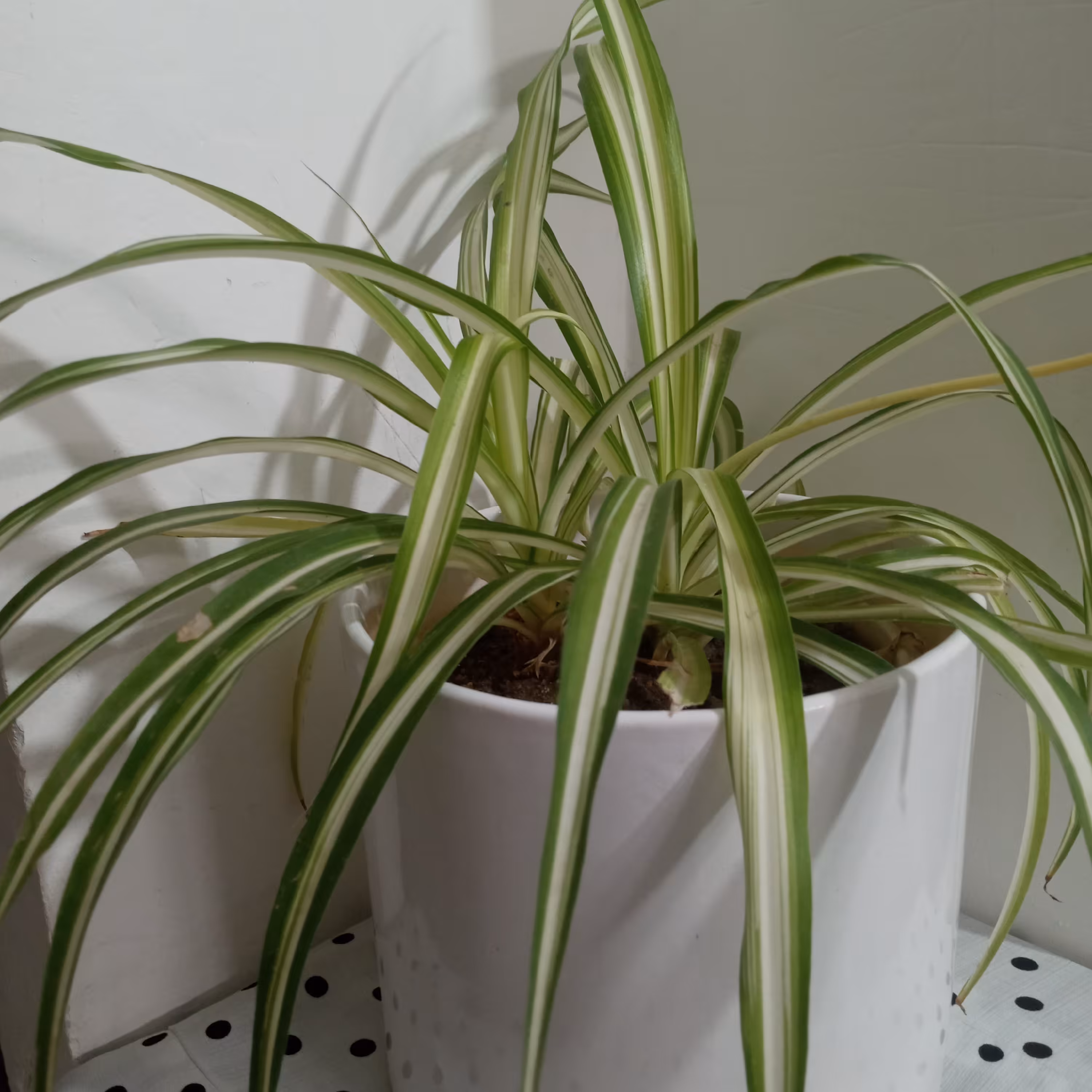 گیاه گندمی ابلق ، همراه گلدان سفید سرامیکی