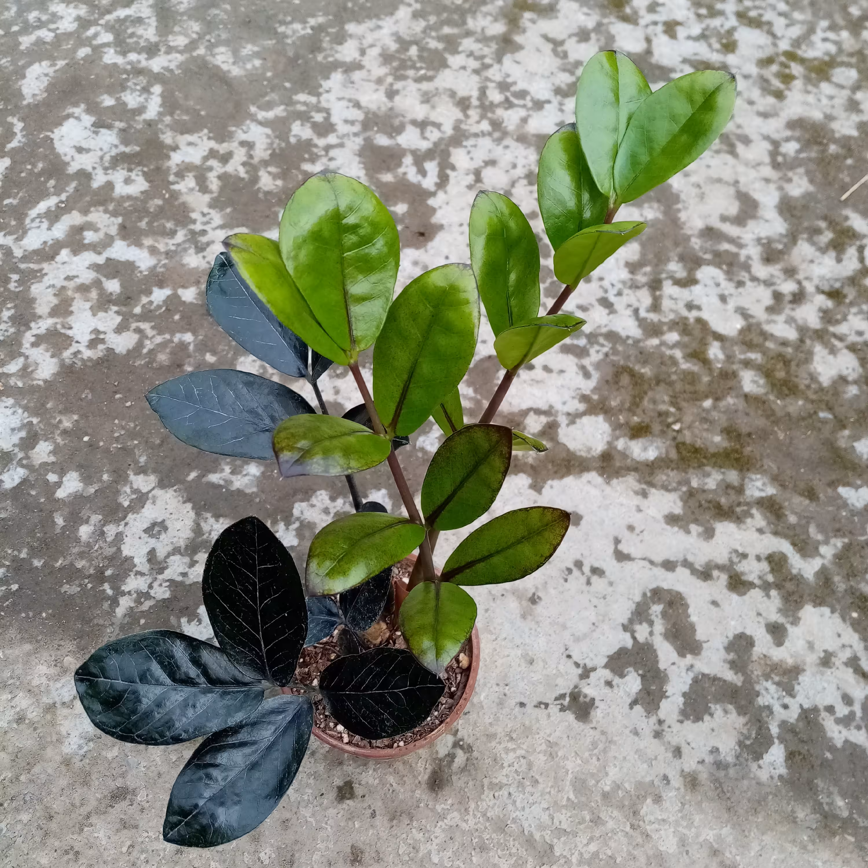  گل زامیفولیا بلک گلدان 10 سانتی متری (ارسال بصورت پس کرایه) 