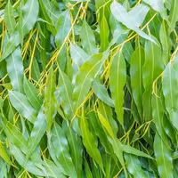 اکالیپتوس سبز و تازه درختی بسیار خوش و عطر بو و پر خاصیت(1000 گرم)